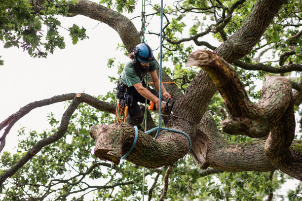 Trusted Jessup, PA Tree Care Experts
